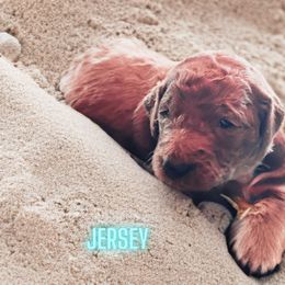 Jersey - Red  Goldendoodle puppy in Clinton, New Jersey from Doodles by Dana