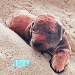 Jersey - Red  Goldendoodle puppy in Clinton, New Jersey from Doodles by Dana