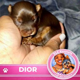 DIOR - Chocolate and tan female Yorkshire Terrier puppy in Eastpointe, Michigan from TLC Kennels TenderLittleCuties