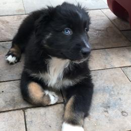 Boy 2 - Black Australian Shepherd puppy in Perkasie, Pennsylvania from Kid’s Kingdom Australian Shepherds