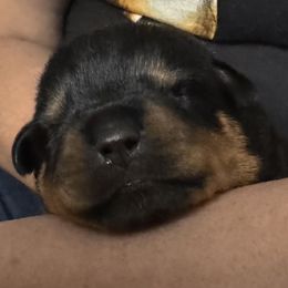 Red boy - Black and mahogany male Rottweiler puppy in Longview, Washington from Winters Rotties