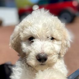 Virgil - Red Bernedoodle puppy in Lookout, California from Remington Kennels, LLC