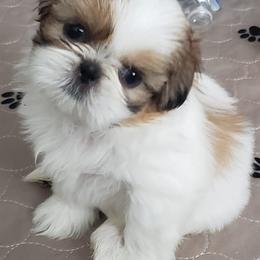 Shih Tzus from Little Paradise of Shih Tzus