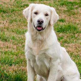 Golden Retrievers from Feather Fletched English Goldens