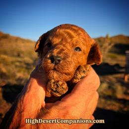 Mr. Green - Red male Aussiedoodle puppy in Dolan Springs, Arizona from High Desert Companions