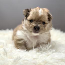 Pomeranian Puppies from Torrey Hills Poms
