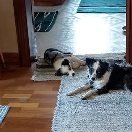 Miniature Australian Shepherds and Toy Australian Shepherds from CKD DOUBLETREE AUSSIES