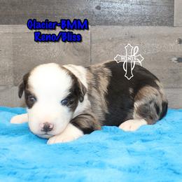 Glacier - Blue merle male Miniature American Shepherd puppy in Elgin, Oregon from Cross L Miniature American Shepherds