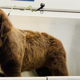 Newfoundland Puppies from Dyer Lake Newfoundland’s