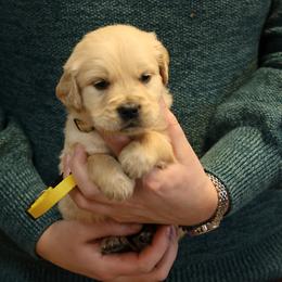Eira - Golden male Golden Retriever puppy in Payette, Idaho from Stonewick Retrievers
