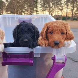 Goldendoodle Puppies from Lucky's Doodlez