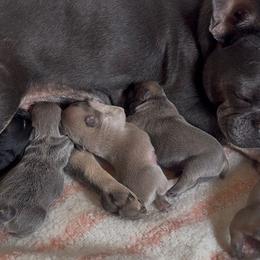 French Bulldog Puppies from Little Loaf Frenchie