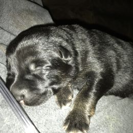 German Shepherd Puppies from Sandy’s Shepherds