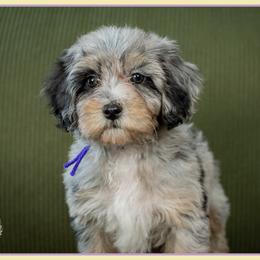 Aubie - Merle female Cockapoo puppy in Connersville, Indiana from Deaz Doodle Ranch