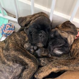Boxer Puppies from Shalyce Pifer