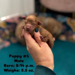 Boy 4 - Red male Cavapoo puppy in Herriman, Utah from Gypsi Doodles & Poodles LLC.