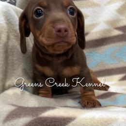 Esther - Chocolate and tan female Dachshund puppy in Jena, Louisiana from Greens Creek Kennel
