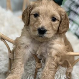 Goldendoodles from The Joy of Doodles