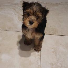 Yorkshire Terrier Puppies from Nell’s Adorable Yorkshire’s