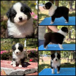 Black tri male - Black tri-color male Australian Shepherd puppy in Castle Rock, Washington from Zoolo Kennels “HOF”