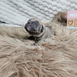 Yellow collar - Gray and fawn female Cane Corso puppy in Fritch, Texas from Carrie Brown's Cane Corsos
