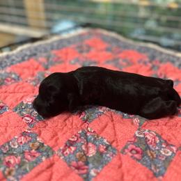 Willie - Black male Cavapoo puppy in Thorndale, Texas from Hattie’s Texas Cavapoos