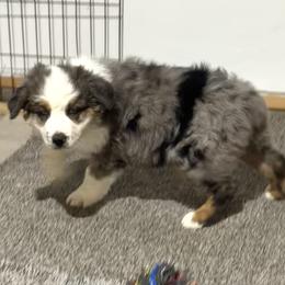 Hoss - Blue merle male Australian Shepherd puppy in Vail, Iowa from Homegrown Huskies