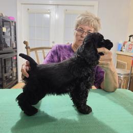 Iris - Black female Cocker Spaniel puppy in Wacissa, Florida from True North Cockers