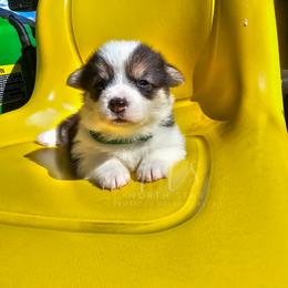 Peppermint - Black and tan female Pembroke Welsh Corgi puppy in Fortine, Montana from North Star Pembroke Welsh Corgi's