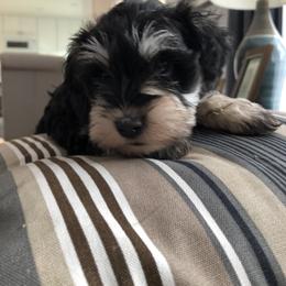Miniature Schnauzer Puppies from Stephanie’s Schnauzers