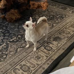 Chihuahua puppies from Dakota Heart Chihuahuas