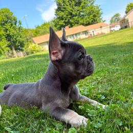 Sapphire - Tricolors female French Bulldog puppy in Cleveland, Ohio from Ohio’s Finest Frenchies
