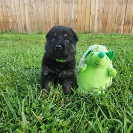 Green collar - Bi-color female German Shepherd puppy in Ramsey, Illinois from Haus-Farr German Shepherds