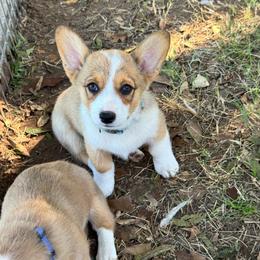 Aquaman - Sable male Pembroke Welsh Corgi puppy in Millsap, Texas from Punchy Pembroke Ranch
