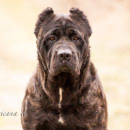 Cleo - Cane Corso