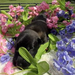 Thuya - Mahogany female Belgian Malinois puppy in Paris, Kentucky from Z Domu Niedzwiedzia Malinois