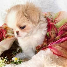 Buttercup - Lemon and white female Japanese Chin puppy in Davisville, Missouri from Uniquely Yours, Shelly’s Japanese Chins
