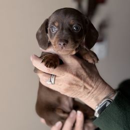 Tessa - Chocolate and tan female Dachshund puppy in Skiatook, Oklahoma from Willies Weinies