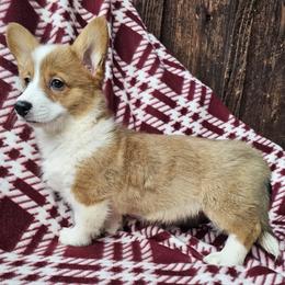 Linda - Red female Pembroke Welsh Corgi puppy in Castle Rock, Washington from Heckman Corgis
