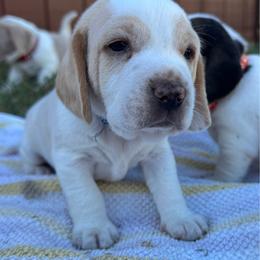 AKC Levi - Lemon and white male Beagle puppy in Rogersville, Missouri from Hales Little Beagle Haven