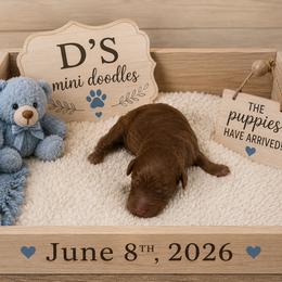 Boy 3 - Red  male Goldendoodle puppy in Pawtucket, Rhode Island from Ds_minidoodles
