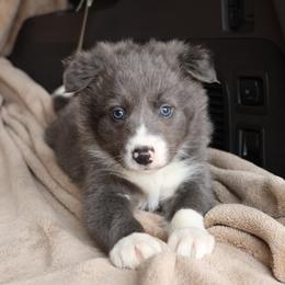 Kevin - Blue Collar - AKC - Blue male Border Collie puppy in Courtland, Alabama from C Bar C Ranch Border Collies