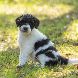 Dominique - Black and white female Sheepadoodle puppy in Charleston & Kershaw, South Carolina from Atlas Harrold-Moore Sheepadoodles, LLC   (AHMS)
