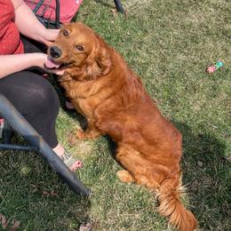 Dash - Golden Retriever