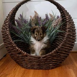 Shetland Sheepdog Puppies from Southern Charm Sheltie’s