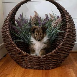 Shetland Sheepdog Puppies from Southern Charm Sheltie’s