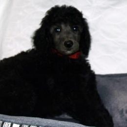 Poodle Puppies from Michelet Poodles