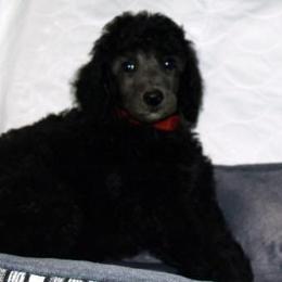 Poodle Puppies from Michelet Poodles