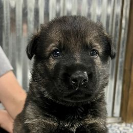 Boy 3 - Sable German Shepherd puppy in Terrell, Texas from Von Brodek Kennels