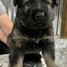 Boy 3 - Sable German Shepherd puppy in Terrell, Texas from Von Brodek Kennels